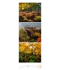Nástěnný kalendář Život v lese - procházka po lesích / Waldleben - Ein Spaziergang durch h