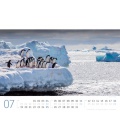 Wall calendar Pinguine Kalender 2021