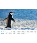 Wall calendar Pinguine Kalender 2021
