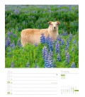 Nástěnný kalendář Island - týdenní plánovač / Island - Wochenplaner Kalender 2021