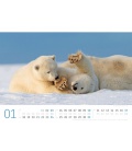 Nástěnný kalendář Lední medvědi / Eisbären Kalender 2021