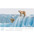 Nástěnný kalendář Lední medvědi / Eisbären Kalender 2021