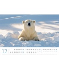 Wall calendar Eisbären Kalender 2021