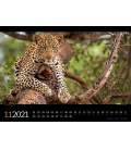 Wall calendar Tierwelt Afrika Kalender 2021