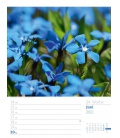 Wall calendar Faszination Alpenwelt - Wochenplaner Kalender 2021