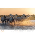 Wandkalender Wilde Pferde Kalender 2021