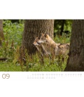 Wandkalender Wölfe - Wächter der Wildnis Kalender 2021