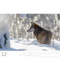 Wandkalender Wölfe - Wächter der Wildnis Kalender 2021