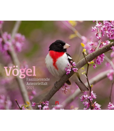 Wandkalender Vögel - Faszinierende Artenvielfalt Kalender 2021