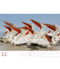 Wandkalender Vögel - Faszinierende Artenvielfalt Kalender 2021