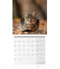 Wall calendar Katzen Kalender 2021