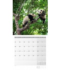 Wandkalender Pandas Kalender 2021