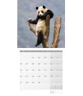 Wandkalender Pandas Kalender 2021