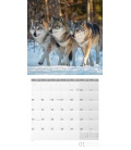 Wandkalender Wölfe Kalender 2021