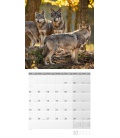 Nástěnný kalendář Vlci / Wölfe Kalender 2021