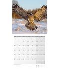 Wall calendar Eulen Kalender 2021