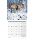 Wall calendar Heimische Wildtiere Kalender 2021