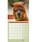 Wall calendar No Drama, Lama! Kalender 2021