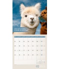 Wall calendar No Drama, Lama! Kalender 2021