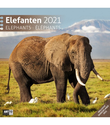 Wandkalender Elefanten Kalender 2021