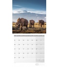 Nástěnný kalendář Sloni / Elefanten Kalender 2021