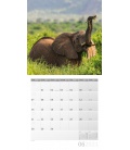 Nástěnný kalendář Sloni / Elefanten Kalender 2021