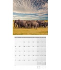 Wandkalender Elefanten Kalender 2021