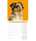 Wall calendar Dogs Kalender 2021