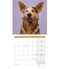 Wall calendar Dogs Kalender 2021