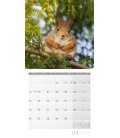 Nástěnný kalendář Veverky / Eichhörnchen Kalender 2021