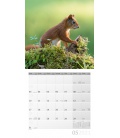 Wall calendar Eichhörnchen Kalender 2021