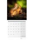 Nástěnný kalendář Veverky / Eichhörnchen Kalender 2021
