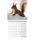 Wandkalender Eichhörnchen Kalender 2021