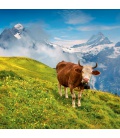 Wandkalender Alps 2021