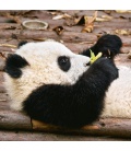 Wandkalender Pandas 2021