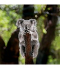 Wall calendar Koalas 2021