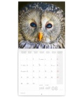 Wall calendar Owls 2021