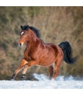 Wandkalender Horses – Christiane Slawik 2021