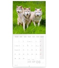Wall calendar Wolves 2021