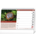 Tischkalender Mushrooms SK 2021