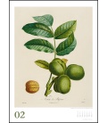 Nástěnný kalendář Ovoce / Alte Obstsorten (P.-A. Poiteau) 2021