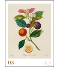Nástěnný kalendář Ovoce / Alte Obstsorten (P.-A. Poiteau) 2021