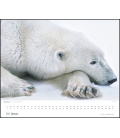 Nástěnný kalendář Portréty ohrožených zvířat / Porträts bedrohter Tiere (Tim Flach) 2021
