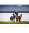 Wall calendar Insel der Pferde: Island und seine Isländer (Christiane Slawik) 2021