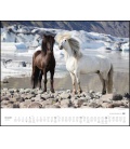 Wall calendar Insel der Pferde: Island und seine Isländer (Christiane Slawik) 2021