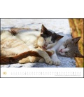 Nástěnný kalendář Spící kočky / Sleeping Cats  (Bruno Morandi) 2021