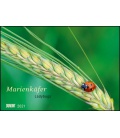 Nástěnný kalendář Berušky / Marienkäfer - Ladybugs 2021