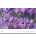 Wall calendar Marienkäfer - Ladybugs 2021