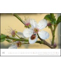 Wandkalender Marienkäfer - Ladybugs 2021