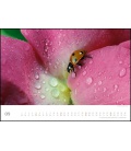 Nástěnný kalendář Berušky / Marienkäfer - Ladybugs 2021